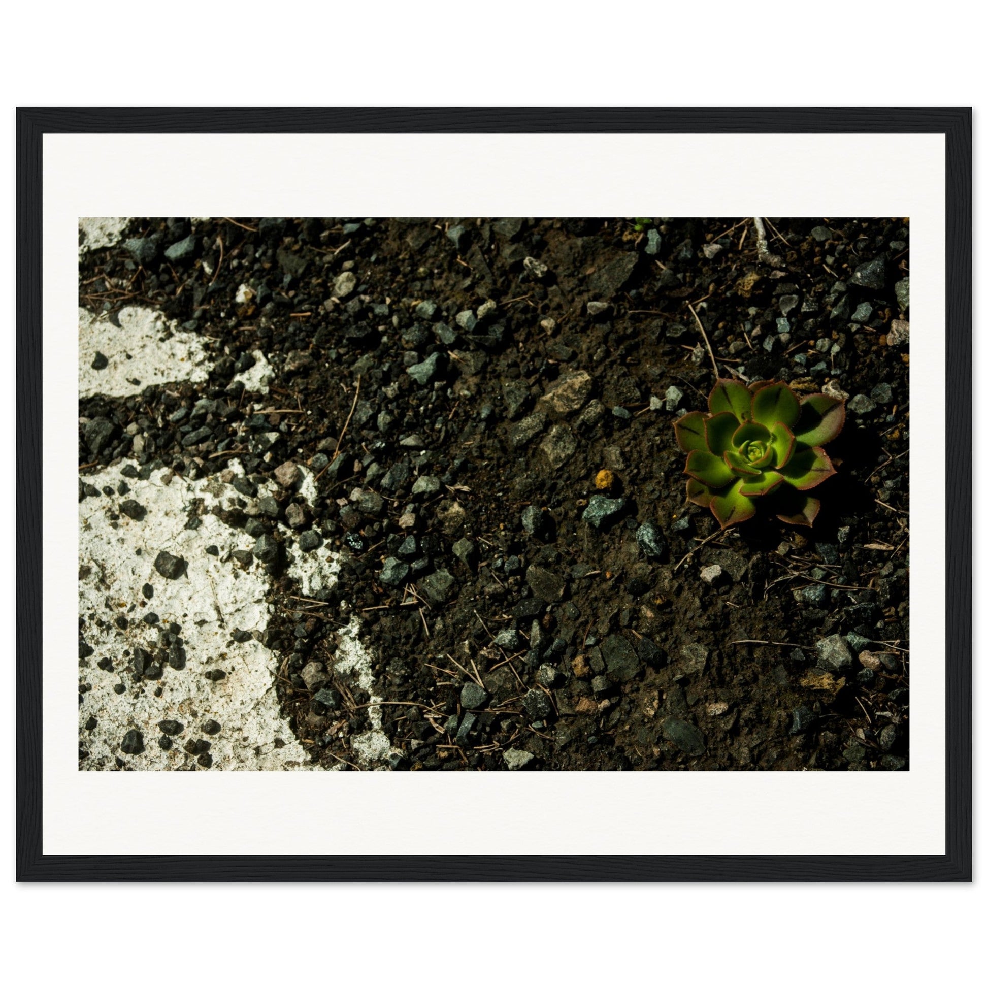 Road Flower - OcusArt Gallery